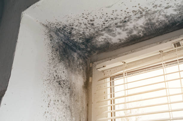 Affordable Mold Cleanup solutions in Burnsville, NC
