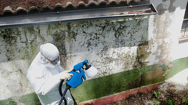 Top rated local Mold Cleanup specialists in Burnsville, NC